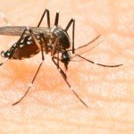 Tantarii transmit Virusul Zika